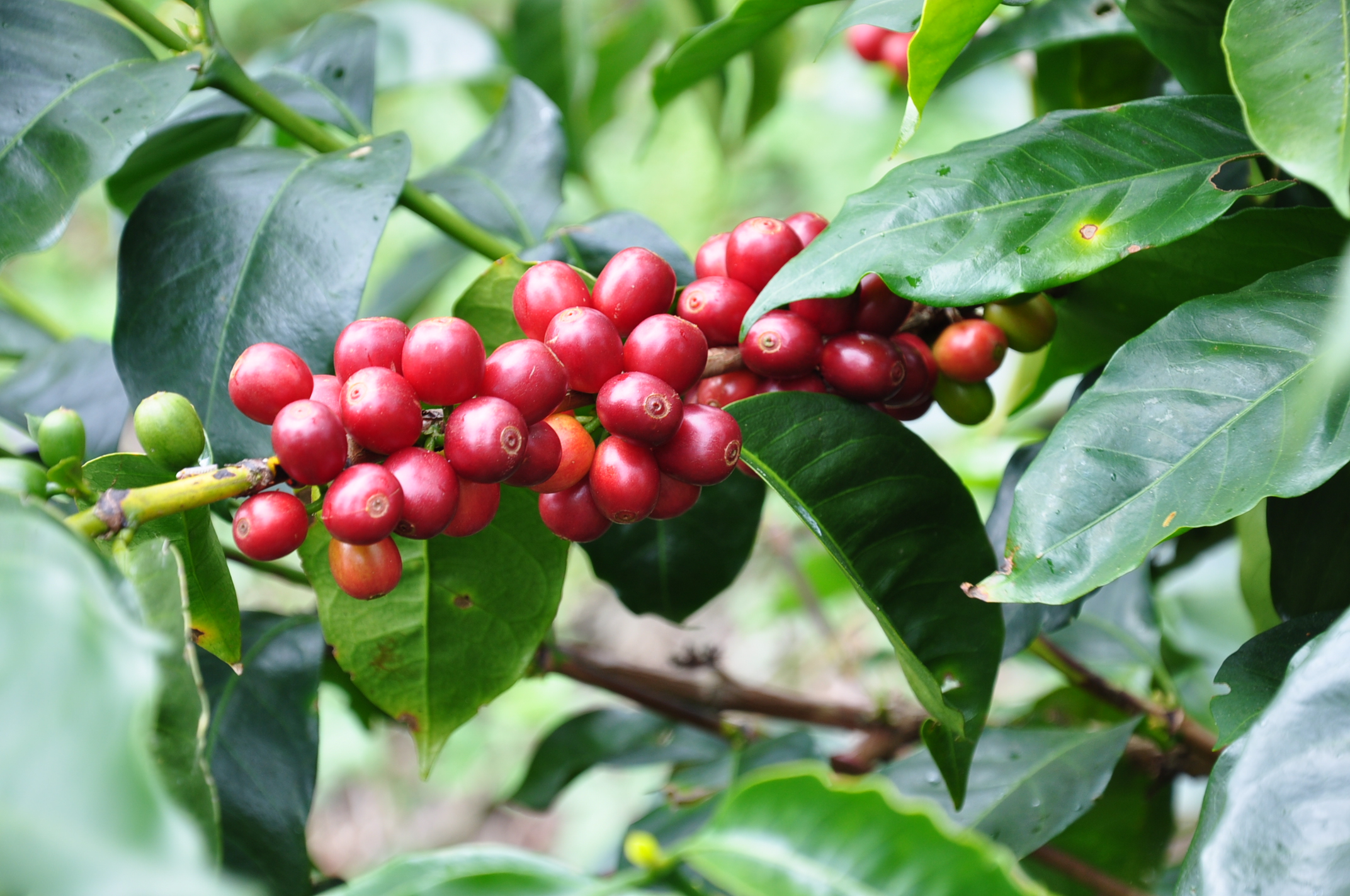 coffeecherry 1335 Frankford